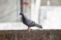 image of pigeon on a building terrace
