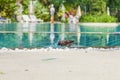 Image of a pigeon cooling off in a hotel pool