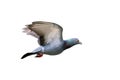 Image of pigeon flying isolated on white background., Bird, Animals