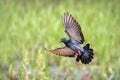 Image of pigeon flying on nature background. Bird, Animals