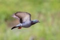 Image of pigeon flying on nature background. Bird, Animals