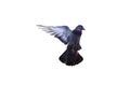 Image of a pigeon just took off for flying with white background