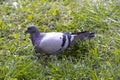 Image of a pigeon relaxing in the grass