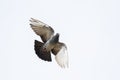 Image Of Pigeons Flying On Sky. Animal. Birds