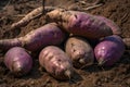 Image of a pile of purple sweet potatoes placed in a field. The tubers are arranged neatly and regularly in the yard with