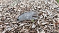 pile of scattered dried fallen leaves on the ground. Royalty Free Stock Photo