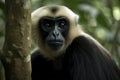 Image of pileated gibbon on the tree on nature background. Wildlife Animals. Illustration, generative AI