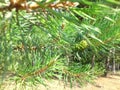 Image  pine branch with green cone Royalty Free Stock Photo