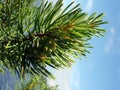Image pine
