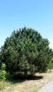 Image of pine tree