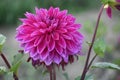 Picture of pink dahlia flower