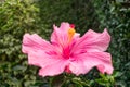 Image Of pink Hibiscus, Shot at Jadhavgadh , Pune Royalty Free Stock Photo