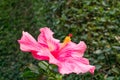 Image Of pink Hibiscus, Shot at Jadhavgadh , Pune