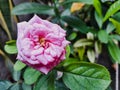 Pink little rose flower in a garden