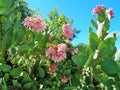 Springtime Pink Manzanita Arctostaphylos Pringlei Blossoms Royalty Free Stock Photo