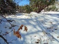 Pink Manzanita Arctostaphylos Pringlei: Shadows on the Snow with oak leaves Royalty Free Stock Photo