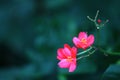 An image of pink peregrina flowers against a background of lush green foliage