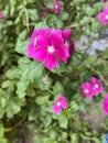 Pink Periwinkle Flower in Egypt (Close Up) Royalty Free Stock Photo