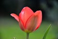 The image of a pink tulip, a flower to contemplate