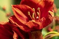 Image from the pistils of red Amaryllis Amaryllidaceae, plant genus St. Joseph`s lilies Hippeastrum