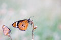 Image of plain tiger butterfly or also know as Danaus chrysippus resting on the flower plants during springtime Royalty Free Stock Photo