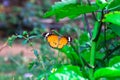 Image of plain tiger butterfly or also know as Danaus chrysippus resting on the flower plants during springtime Royalty Free Stock Photo