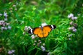 Image of plain tiger butterfly or also know as Danaus chrysippus resting on the flower plants during springtime wings wide open Royalty Free Stock Photo