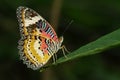 Image of a Plain Tiger Butterfly on green leaves. Insect Animal.