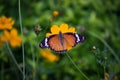 Image of a Plain Tiger Danaus chrysippus butterfly drinking nectar the flower plant in natures natural environment Royalty Free Stock Photo