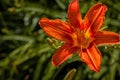 Image plant blooming orange tropical flower tiger lily