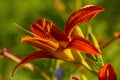 Image plant Lilium bulbiferum. Blooming flower orange lily on the green background. Nature concept for design. Close Up.