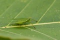 Image of Planthopper Green Insect Leafhopper.