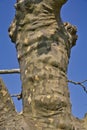 image of a platan tree bark texture with blue sky background Royalty Free Stock Photo