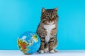 Image of playful white cat looking at globe in studio