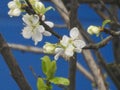 Plum tree blossom in spring