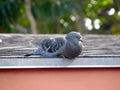 Image of a plump pigeon resting lazily on a roof`s ege