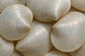 Smooth Polished Sea Shell Texture â Subtle Iridescent Layering for Elegant Organic Designs Royalty Free Stock Photo