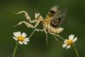 Close-up of exotic praying mantis with butterfly wings on daisies Royalty Free Stock Photo