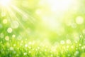 Vibrant green grass with sparkling dew drops and sun rays. Royalty Free Stock Photo
