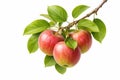 Three ripe apples with green leaves on tree branch isolated on white background Royalty Free Stock Photo