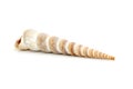 Image of pointed cone shell Terebridae on a white background. Undersea Animals. Sea Shells Royalty Free Stock Photo