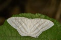 Image of Pointed Flatwing ButterflyMicronia aculeata