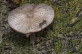 Polyrhachis ant crawling the wild mushroom cap Royalty Free Stock Photo