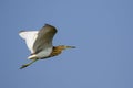 Image of a pond heronArdeola flying in the sky. Wild Animals Royalty Free Stock Photo