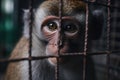 Image of poor little monkey locked in a cage. Wildlife Animals. Illustration, Generative AI