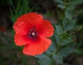 Image of a poppy flower on green background