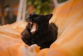Image - Portrait of Black Chantilly cat lying and yawning on the blanket and posing to camera. Lazy and sleepy dark tomcat
