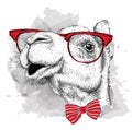 Image Portrait camel in the cravat and with glasses. Vector illustration.