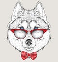 Image Portrait panda in the cravat and with glasses. Hand draw vector illustration.