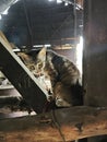 portrait of stray cat at the garbage junkyard. Royalty Free Stock Photo